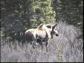 moose in Denali