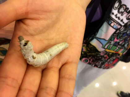 silkworm
