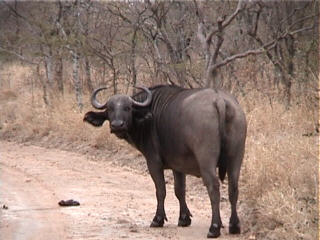 Female Cape Buffalo