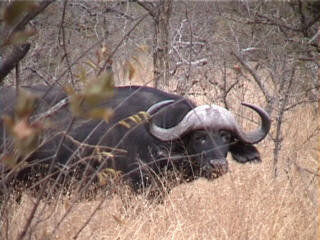 Male Cape Buffalo