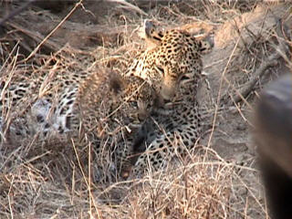 leopard and cub