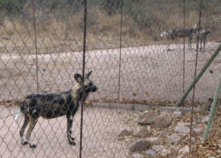 African wild dogs