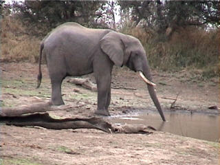 elephant drinking