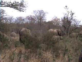 elephant herd