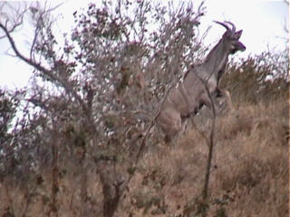 kudu