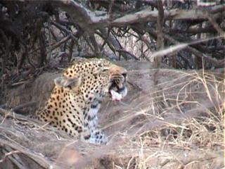 leopard eating an antelope