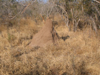 termite mound
