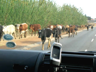cattle drive