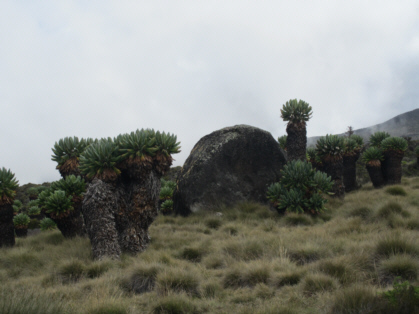 giant lobelia plants