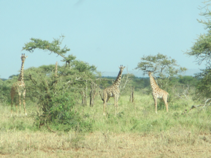 giraffes