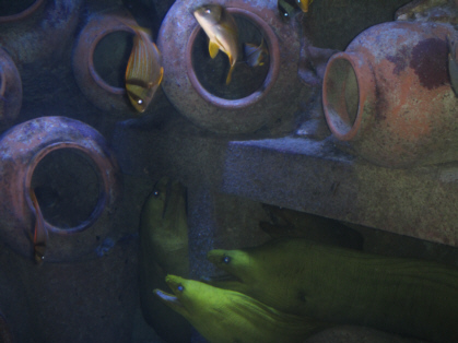 Discover Atlantis Tour