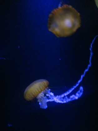 Discover Atlantis Tour