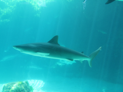 Discover Atlantis Tour