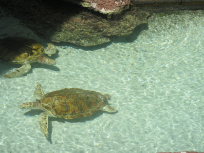 Discover Atlantis Tour