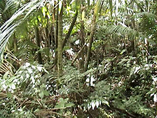 rain forest vegetation