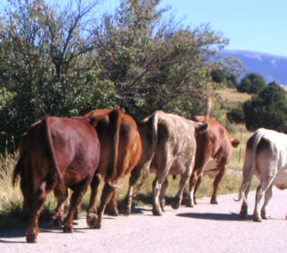 lost in cattle drive