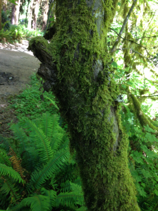 Hoh Rainforest