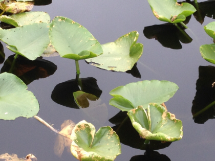Mount St. Helens National Park