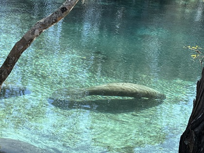 Manatees at Three Sisters Springs