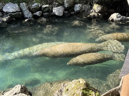 Manatees at Three Sisters Springs