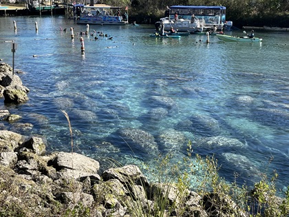 Manatees at Three Sisters Springs