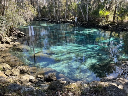 Manatees at Three Sisters Springs