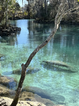 Manatees at Three Sisters Springs